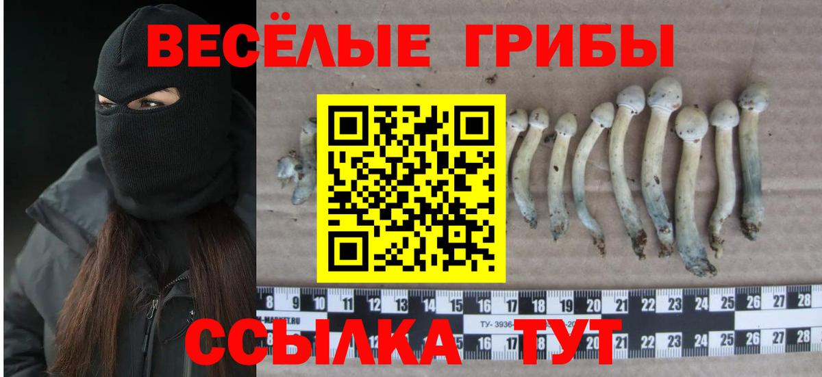 Псилоцибиновые грибы мицелий Саяногорск